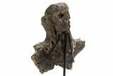 Tyrannosaur (Gorgosaurus?) Vertebral Arch with Stand - Montana #335936-2